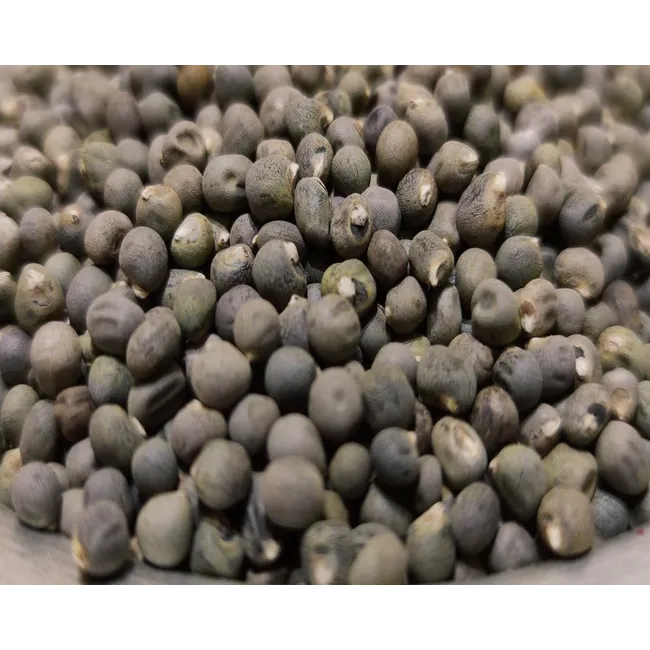 Bamya Tohumu (100 gr)