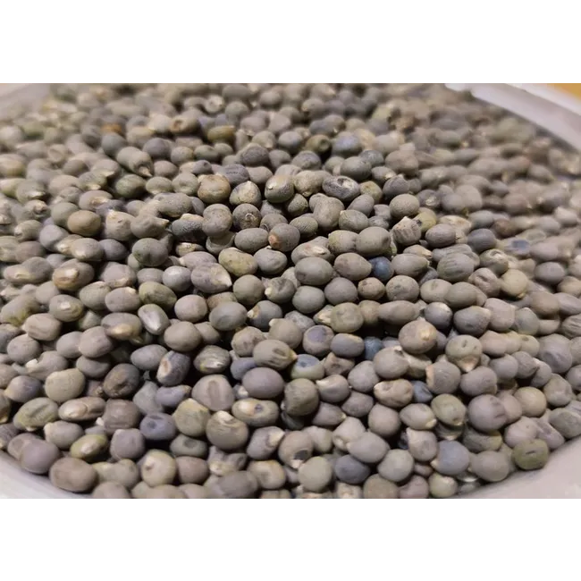Bamya Tohumu (100 gr)