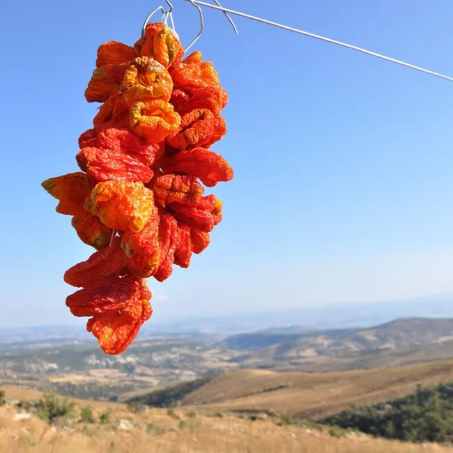 Dolmalık Tatlı Topak Biber Kurusu (1 Bağ 50 adet)